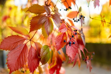 Parlak bir sonbahar gününde güzel kırmızı Virginia sarmaşığının yaprakları bir ağaç dalında. Doğada güzellik.
