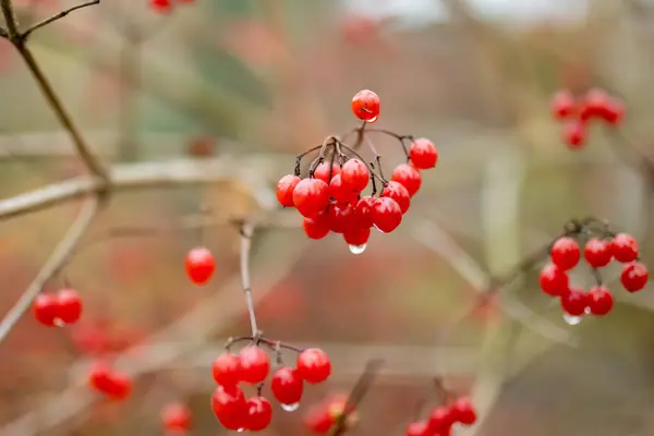Los Frutos Brillantes Rojos Planta Viburnum Día Otoño Hermosa Vegetación — Foto de Stock