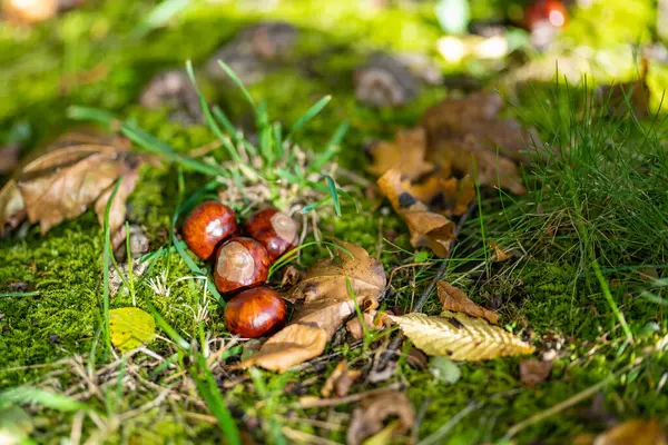 Kestaneler Sonbaharda Yerde Yatar Doğada Güzellik — Stok fotoğraf