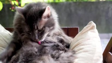 Şirin gri kedi güzel ve güneşli bir sonbahar gününde uykuya dalmadan önce kendini yıkıyor.