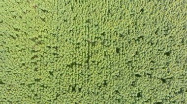 Yaz öğleden sonra ayçiçeği tarlasının yukarıdan aşağı görüntüsü. Avrupa kırsalında tarımsal ayçiçeği tarlası. Ayçiçekleriyle dolu güzel sarı çiftlik arazisi. Çek Cumhuriyeti, Avrupa.