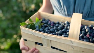Ağır çekimde, kadınların elinde yaban mersinli sepet tutarken çekilmiş. Sıcak ve güneşli bir yaz gününde organik yaban mersini çiftliğinden taze böğürtlen toplamak. Taze sağlıklı organik yiyecekler..