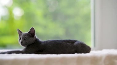 Genç, oynak Rus Mavi kediciği pencerenin kenarında dinleniyor. Yeşil gözlü, muhteşem mavi-gri kedi. Evdeki evcil hayvan.