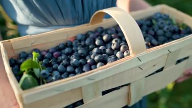 Ağır çekimde, kadınların elinde yaban mersinli sepet tutarken çekilmiş. Sıcak ve güneşli bir yaz gününde organik yaban mersini çiftliğinden taze böğürtlen toplamak. Taze sağlıklı organik yiyecekler..
