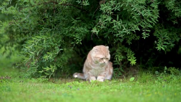 Gattino Scozzese Rosso Che Cammina Cortile Sul Retro Una Luminosa — Video Stock
