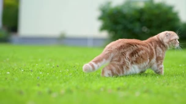 뒷마당에서 빨간색 스코틀랜드 고양이 정원이나 뒷마당에서 옥외에서 재미를 청소년 가정용 — 비디오