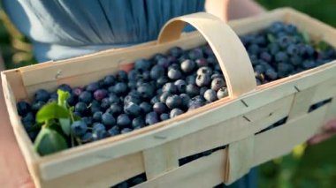 Ağır çekimde, kadınların elinde yaban mersinli sepet tutarken çekilmiş. Sıcak ve güneşli bir yaz gününde organik yaban mersini çiftliğinden taze böğürtlen toplamak. Taze sağlıklı organik yiyecekler..