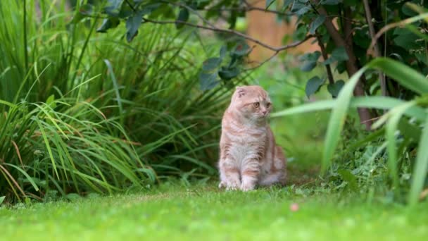 在一个阳光灿烂的夏天 红色的苏格兰人折叠着小猫在后院散步 在花园里或后院玩耍的幼小家猫的慢镜头 — 图库视频影像