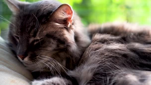 素敵な晴れた秋の日に屋外に横たわっているかわいい灰色の猫は眠りに落ちる前に自分自身を洗う — ストック動画