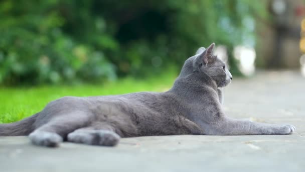 Joven Gato Azul Ruso Juguetón Relajándose Patio Trasero Precioso Gato — Vídeos de Stock