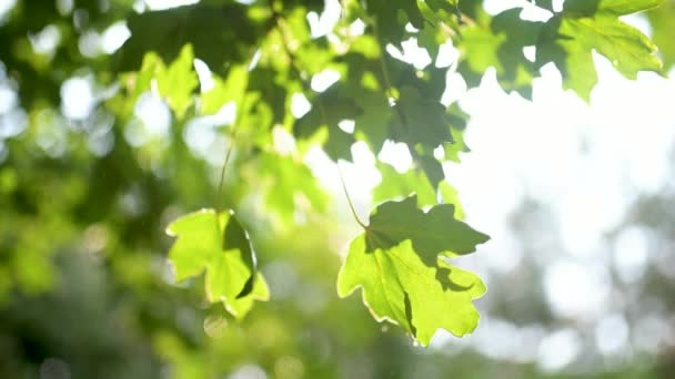 美しい緑のメープルは 雨の晴れた夏の日に木の枝に残ります カントリーライフ 自然の美しさ — ストック動画