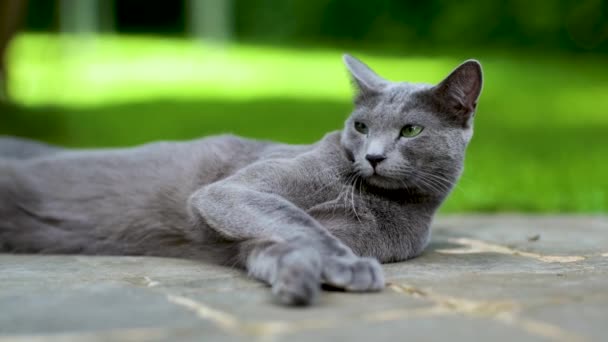Giovane Giocoso Gatto Blu Russo Rilassante Nel Cortile Splendido Gatto — Video Stock