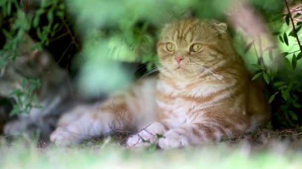 친구와 여름날에 뒷마당에서 휴식을 취하는 빨간색 스코틀랜드어 고양이 뒷마당에서 재미를 — 비디오