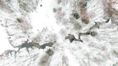 Çam ormanları ve ağaçlar arasında kıvrılan bir orman deresinin karla kaplı güzel, tepeden tırnağa dönen manzarası. Rime buzu ve ağaçları kaplayan buz kütleleri. Manzaralı kış manzarası.