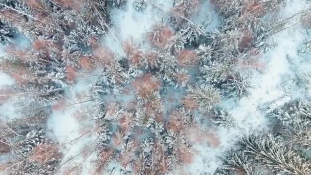 Schöne Drehbare Von Oben Nach Unten Luftaufnahme Von Verschneiten Wäldern — Stockvideo