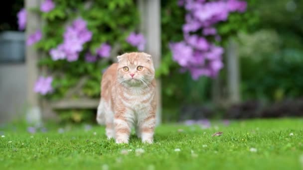 뒷마당에서 빨간색 스코틀랜드 고양이 정원이나 뒷마당에서 옥외에서 재미를 청소년 가정용 — 비디오