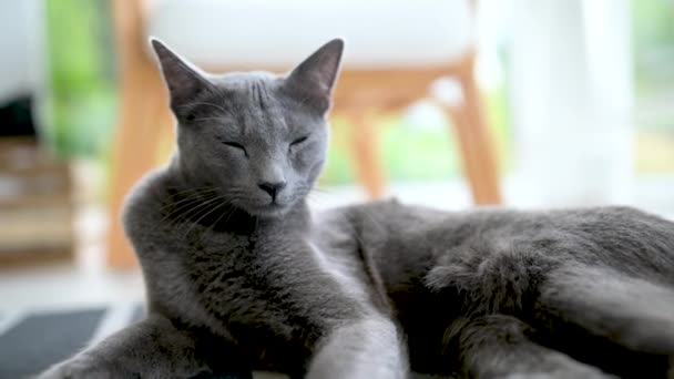 年轻有趣的俄罗斯蓝猫在窗边放松 金碧辉煌的蓝灰色猫绿色的眼睛 家里的宠物 慢镜头 — 图库视频影像