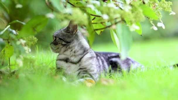 Brytyjski Krótkowzroczny Srebrny Kociak Spacerujący Podwórku Pogodny Letni Dzień Powolny — Wideo stockowe
