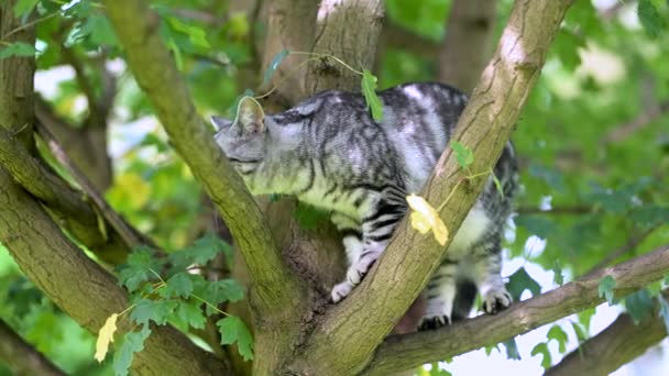 British Shorthair Silver Tabby Kitten Walking Back Yard Bright Summer — Stock Video
