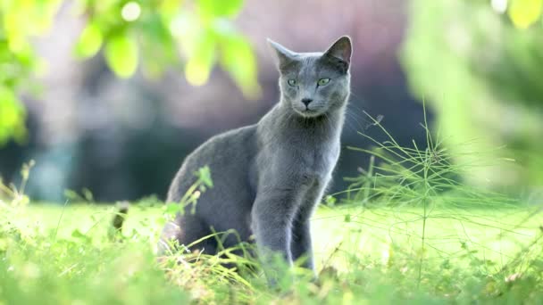 裏庭でリラックスした若い遊び心のあるロシアの青い猫 庭や裏庭で楽しい緑色の目をした豪華な青い灰色の猫のスローモーション映像 自宅でファミリーペット — ストック動画