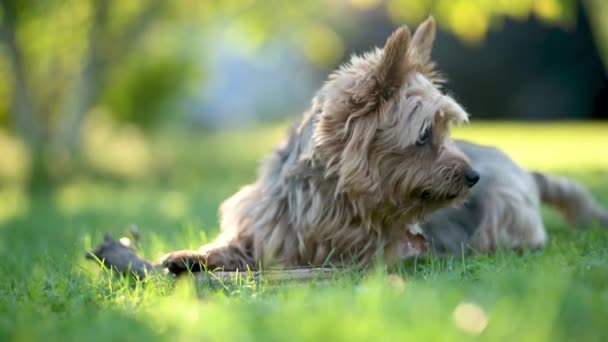 Blauw Bruin Australische Terriër Hond Wandelen Achtertuin Een Heldere Zomerdag — Stockvideo