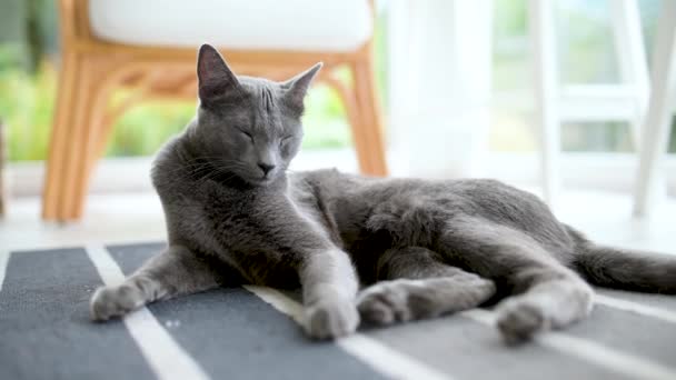 年轻有趣的俄罗斯蓝猫在窗边放松 金碧辉煌的蓝灰色猫绿色的眼睛 家里的宠物 慢镜头 — 图库视频影像