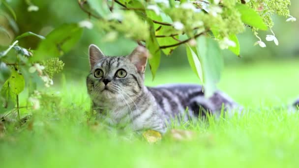 British Shorthair Silver Tabby Kitten Walking Back Yard Bright Summer — Stock Video