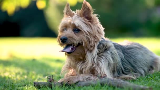 Blå Och Brun Australisk Terrier Hund Går Bakgården Ljus Sommardag — Stockvideo