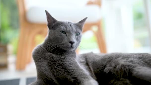 Genç Oynak Rus Mavi Kediciği Pencerenin Kenarında Dinleniyor Yeşil Gözlü — Stok video