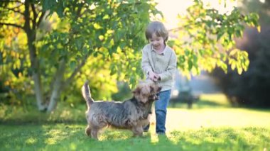 Güneşli yaz bahçesinde ya da bahçede soylu Avustralyalı teriyerle oynayan komik şirin çocuk. Açık hava portresi, mavi ve samur bronz tenli Avustralya teriyeri köpek evcil hayvanı. Yavaş çekim.