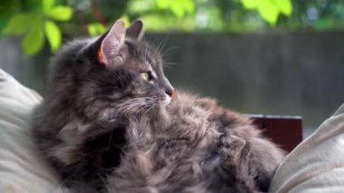 Şirin gri kedi güzel ve güneşli bir sonbahar gününde uykuya dalmadan önce kendini yıkıyor.
