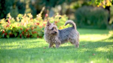 Mavi ve taba rengi Avustralya teriyeri parlak bir yaz gününde arka bahçede yürüyor. Bahçede ya da arka bahçede eğlenen evcil bir köpeğin yavaş çekim görüntüleri..