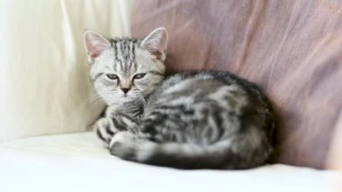 İngiliz gümüşi tekir kedisi oturma odasındaki kanepede dinleniyor. Genç bir evcil kedinin evde vakit geçirdiği yakın çekim görüntüleri..