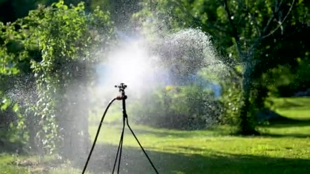 Automatic Garden Sprinkler Watering Green Lawn Sunny Summer Day Close — Stock Video