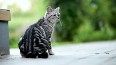 Açık bir yaz gününde arka bahçede yürüyen İngiliz gümüşi tekir kedisi. Yavru bir evcil kedinin bahçede ya da arka bahçede eğlenirken yavaş çekim görüntüleri..