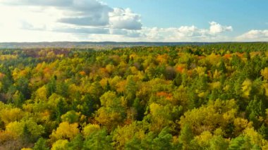Verkiai Bölge Parkı 'nda bulunan altı Yeşil Gölden biri olan güzel Balsys Gölü' nün hava sonbahar manzarası. Ormanla çevrili zümrüt göl manzaralı kuş bakışı. Vilnius şehri, Litvanya.