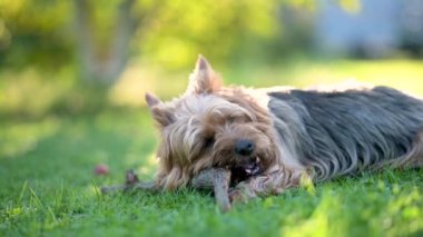 Mavi ve taba rengi Avustralya teriyeri parlak bir yaz gününde arka bahçede yürüyor. Yavru bir köpeğin sopayı çiğnerken, bahçede ya da arka bahçede eğlenirken çekilmiş yavaş çekim görüntüleri..