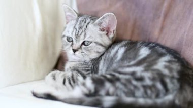 İngiliz gümüşi tekir kedisi oturma odasındaki kanepede dinleniyor. Genç bir evcil kedinin evde vakit geçirdiği yakın çekim görüntüleri..