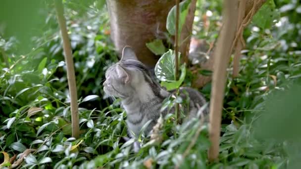 在一个阳光明媚的夏日 英国矮小的银色胖胖的小猫在后院散步 幼小的家猫在花园里或后院玩耍的镜头 — 图库视频影像