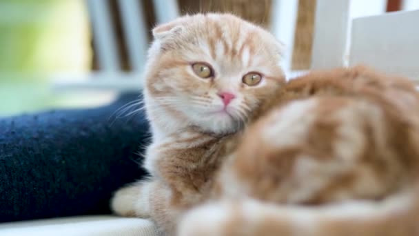 스코틀랜드 고양이는 거실에서 소파에 집에서 실내에서 시간을 보내는 청소년 가정용 — 비디오