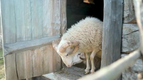Ovce Ovčíně Dospělé Ovce Vykukují Zpoza Plotu Živočišná Zvířata Zobrazení — Stock video