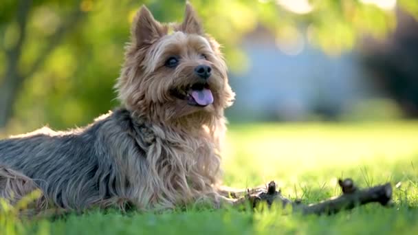 Cão Terrier Australiano Azul Bronzeado Andando Quintal Dia Verão Brilhante — Vídeo de Stock