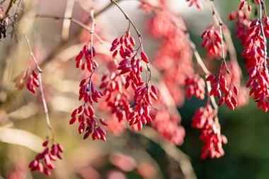 Sonbahar günü bir dalda parlak kırmızı böğürtlen. Berberis Darwinii bitkisi. Güzel, parlak sonbahar bitkileri.