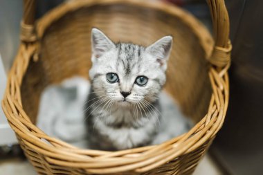 İngiliz gümüşi tekir kedisi sepette dinleniyor. Genç evcil kedi evde vakit geçiriyor..