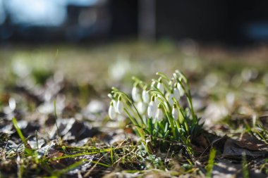 Bahar kardelen çiçek açık havada çiçek açması. Baharın ilk çiçekler.