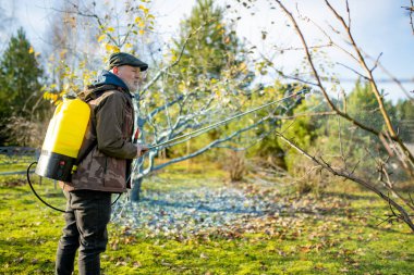 Elinde sis spreyi olan orta yaşlı bahçıvan çalılara ve ağaçlara mantar ilacı sıkar. Ekilmiş bitkilerin böcek ve mantar enfeksiyonlarından korunması. Sonbahar işleri.