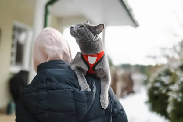 Czysty Rosyjski Niebieski Kot Spacerujący Podwórku Śnieżny Zimowy Dzień Młodzieńczy — Zdjęcie stockowe