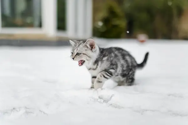 British Shorthair Silver Tabby Kitten Walking Back Yard Snowy Winter — Stock Photo, Image