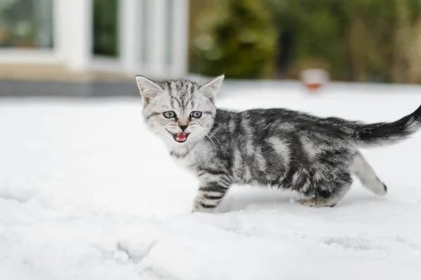 イギリスの短椅子のシルバー タビーは雪の降る冬の日に裏庭を歩いている 庭や裏庭でアウトドアを楽しんでいる少年家猫 — ストック写真