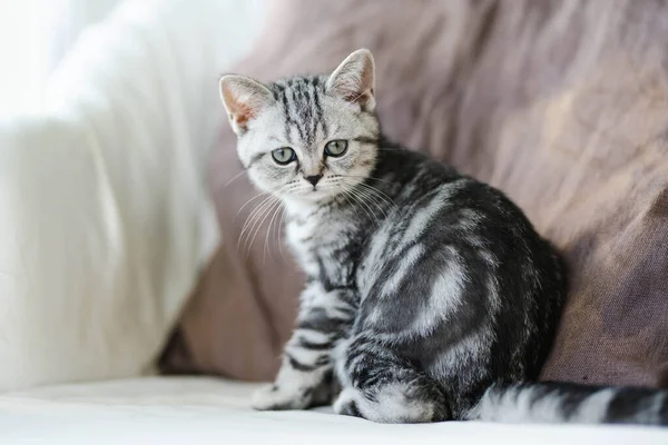 Brytyjski Krotkometrażowy Srebrny Kotek Odpoczywający Kanapie Salonie Młodzieńczy Kot Domowy — Zdjęcie stockowe